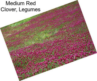 Medium Red Clover, Legumes