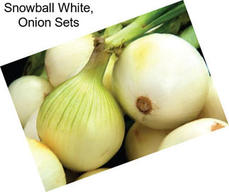 Snowball White, Onion Sets