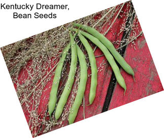 Kentucky Dreamer, Bean Seeds
