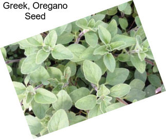 Greek, Oregano Seed