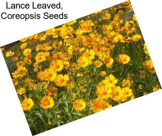 Lance Leaved, Coreopsis Seeds