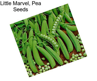 Little Marvel, Pea Seeds