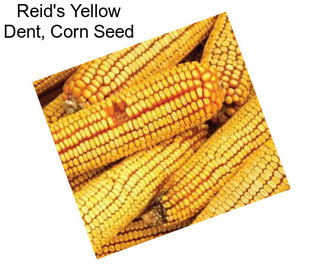 Reid\'s Yellow Dent, Corn Seed