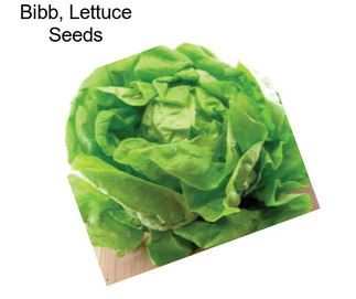 Bibb, Lettuce Seeds