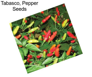 Tabasco, Pepper Seeds