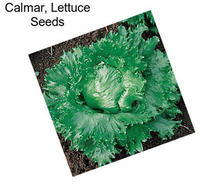 Calmar, Lettuce Seeds