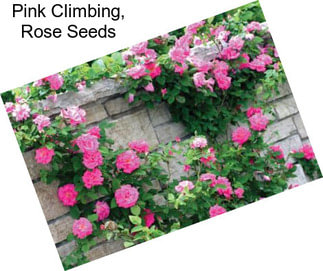 Pink Climbing, Rose Seeds