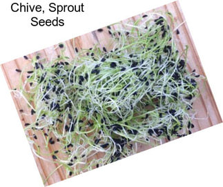 Chive, Sprout Seeds