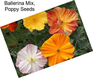 Ballerina Mix, Poppy Seeds