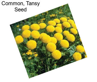 Common, Tansy Seed