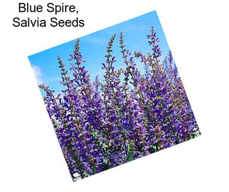 Blue Spire, Salvia Seeds