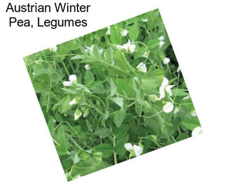 Austrian Winter Pea, Legumes