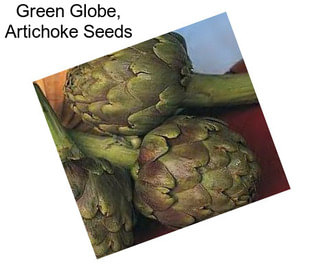 Green Globe, Artichoke Seeds