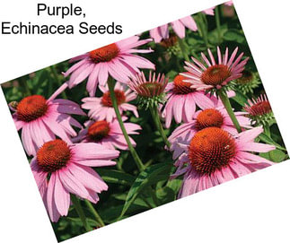 Purple, Echinacea Seeds