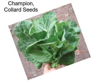 Champion, Collard Seeds