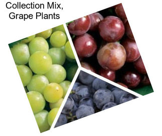 Collection Mix, Grape Plants