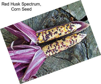 Red Husk Spectrum, Corn Seed