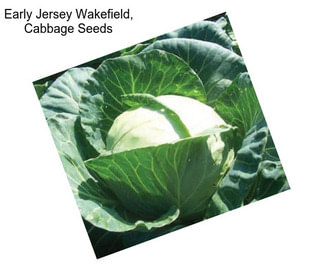 Early Jersey Wakefield, Cabbage Seeds