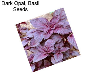 Dark Opal, Basil Seeds