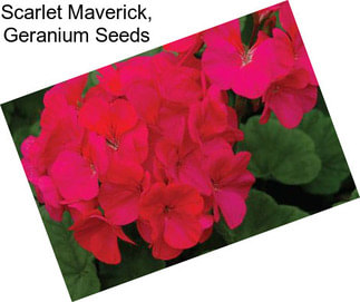 Scarlet Maverick, Geranium Seeds