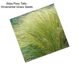 Stipa Pony Tails, Ornamental Grass Seeds