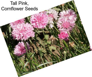 Tall Pink, Cornflower Seeds