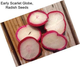 Early Scarlet Globe, Radish Seeds