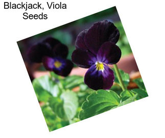 Blackjack, Viola Seeds