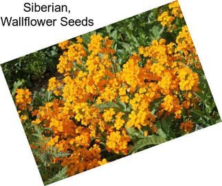 Siberian, Wallflower Seeds