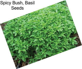 Spicy Bush, Basil Seeds