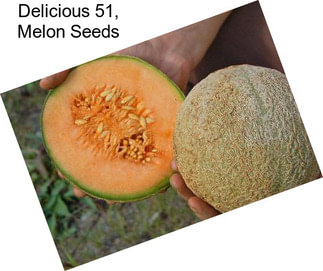 Delicious 51, Melon Seeds