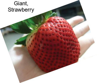 Giant, Strawberry