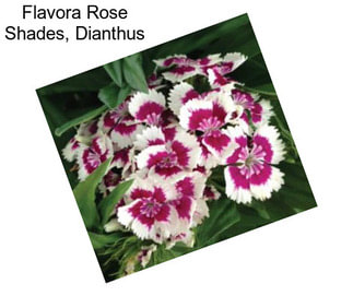 Flavora Rose Shades, Dianthus