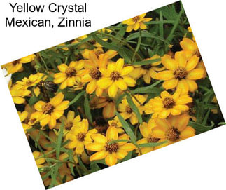 Yellow Crystal Mexican, Zinnia