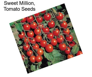 Sweet Million, Tomato Seeds