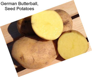 German Butterball, Seed Potatoes