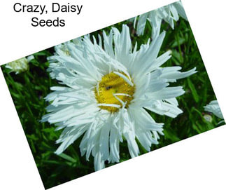 Crazy, Daisy Seeds