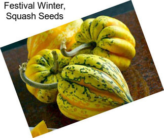 Festival Winter, Squash Seeds