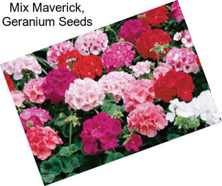 Mix Maverick, Geranium Seeds