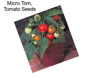 Micro Tom, Tomato Seeds