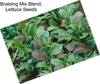 Braising Mix Blend, Lettuce Seeds