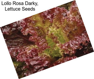 Lollo Rosa Darky, Lettuce Seeds