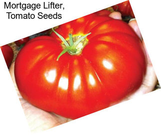 Mortgage Lifter, Tomato Seeds