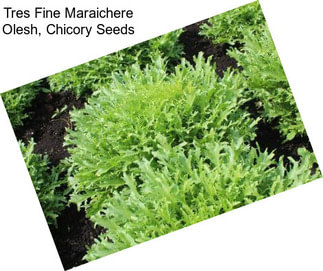 Tres Fine Maraichere Olesh, Chicory Seeds