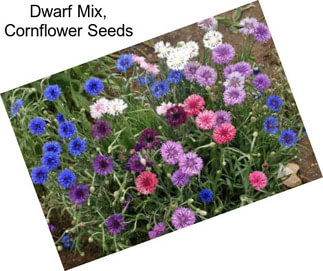 Dwarf Mix, Cornflower Seeds