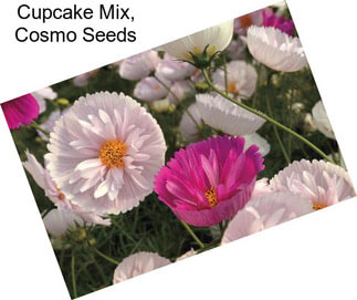 Cupcake Mix, Cosmo Seeds