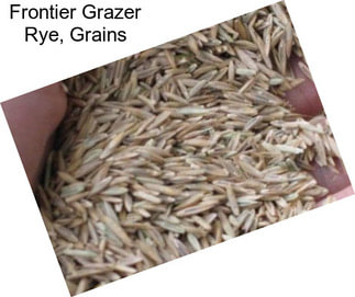 Frontier Grazer Rye, Grains