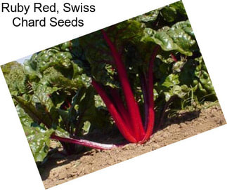 Ruby Red, Swiss Chard Seeds