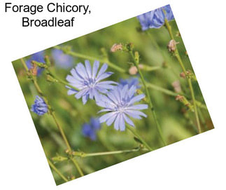 Forage Chicory, Broadleaf