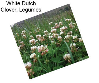 White Dutch Clover, Legumes